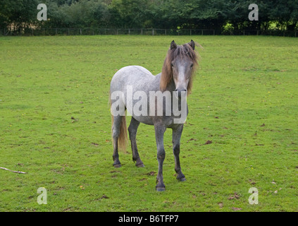 Eriskay pony colt Banque D'Images