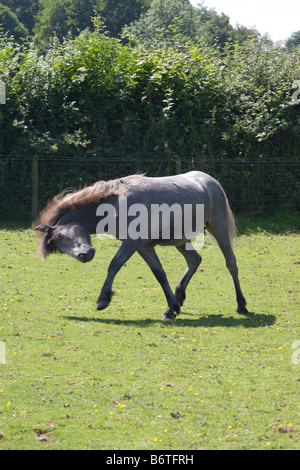 Eriskay pony colt Banque D'Images