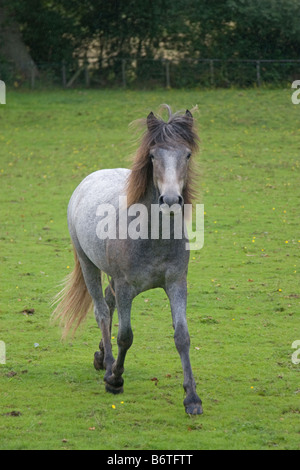 Eriskay pony colt Banque D'Images