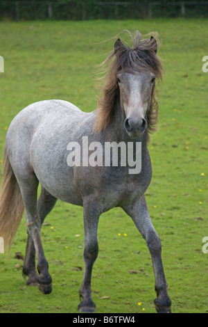 Eriskay pony colt Banque D'Images