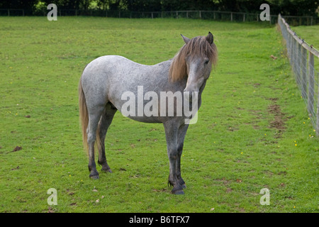 Eriskay pony colt Banque D'Images