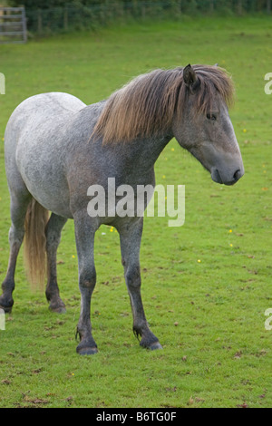 Eriskay pony colt Banque D'Images