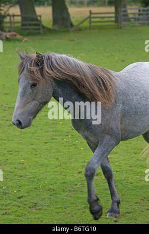 Eriskay pony colt Banque D'Images