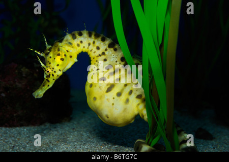 Pot bellied seahorse hippocampe abdominalis prisonnier Banque D'Images