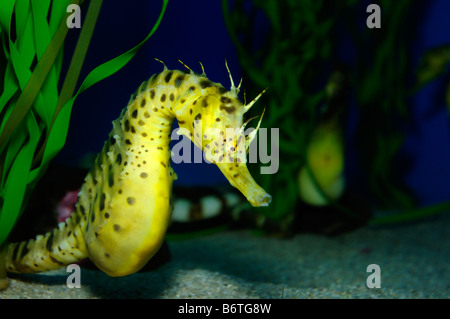 Pot bellied seahorse hippocampe abdominalis prisonnier Banque D'Images