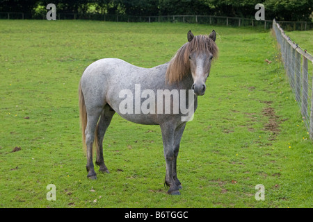 Eriskay pony colt Banque D'Images