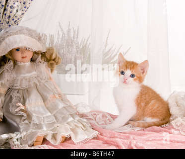 Chaton de six semaines avec une antique doll Banque D'Images