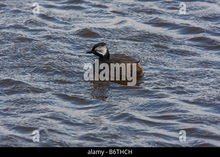 Le tapis blanc bigarré dans le lac à Pebble Island Banque D'Images