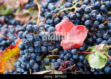 Grappes de raisin avec les feuilles d'automne dispersés parmi les grappes. Il s'agit de la Garnacha Tintorera variété de raisin. Banque D'Images