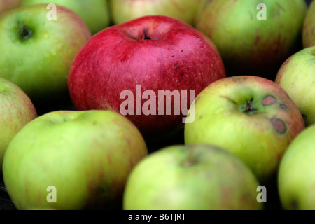 La cuisson des pommes Bramley Banque D'Images