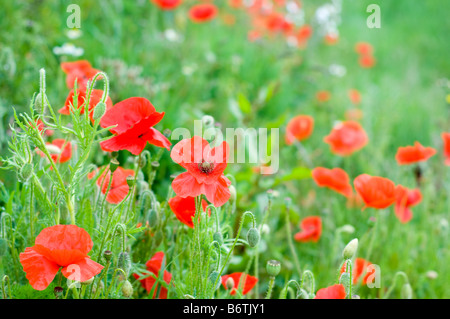 Les coquelicots rouges, Papaver rhoeas, poussant sur l'île de Texel aux Pays-Bas. Banque D'Images