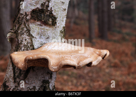 Champignons sur support Silver Birch Tree, England UK Banque D'Images