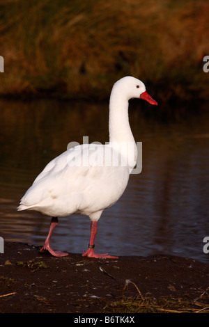 Cygne Coscoroba Coscoroba coscoroba originaire d'Amérique du Sud Banque D'Images