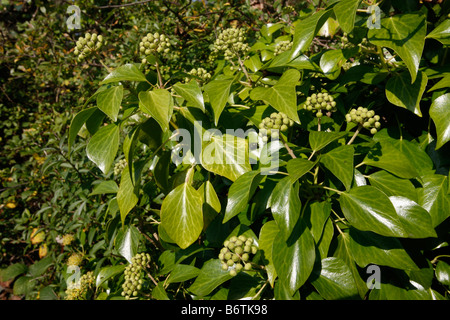 Les baies de lierre Hedera helix Midlands UK winter Banque D'Images