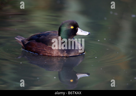 Fuligule milouinan Aythya novaeseelandiae New Zealand sur l'eau mâle originaire de Nouvelle-Zélande Banque D'Images