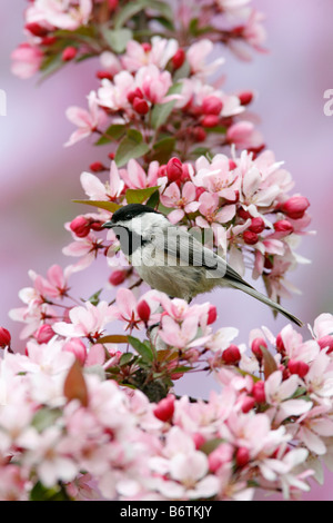 Carolina Chickadee perché en fleurs de pommier - verticale Banque D'Images