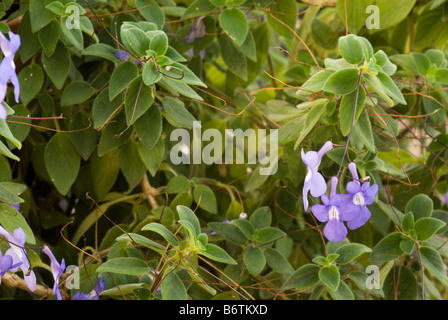 Cape Primrose, faux violette africaine (Streptocarpus saxorum, Gesnériacées) fleurs Banque D'Images