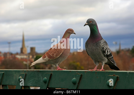 Deux pigeons sauvages perché sur une barrière verte Banque D'Images