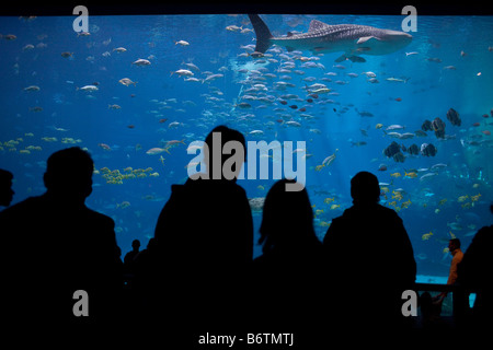 Une foule regarde un énorme requin-baleine à l'Aquarium de Géorgie à Atlanta, Géorgie nager à travers le plus grand réservoir de poissons dans le monde Banque D'Images