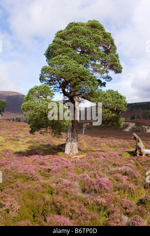 Arbre de pin sylvestre, façonnée par le vent dominant, poussant sur une plante de Heather moor dans les Cairngorms, en Écosse. Banque D'Images