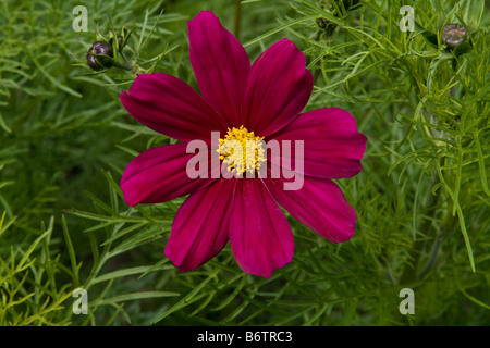 Fleur cosmos rouge montrant le feuillage et les boutons, ainsi que la floraison totalement ouvert. Banque D'Images