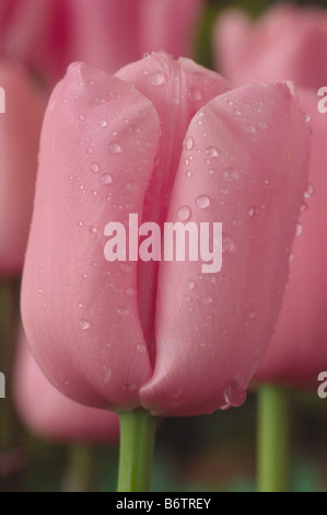 Tulipa 'Pink Diamond' (Tulip) Seule la fin de Group Banque D'Images