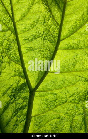 Close up d'un gunnera rétroéclairé feuille. Banque D'Images