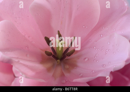 Tulipa 'Pink Diamond' (Tulip) Seule la fin de Group Banque D'Images