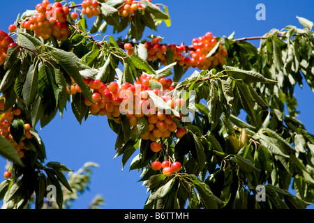 Rainier cherries hanging on a branch Banque D'Images