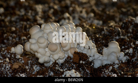 Les broches champignons pause clusters le pansement couche dans une champignonnière Banque D'Images