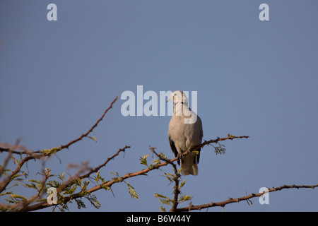 Namaqua Dove femmes perchées sur Acacia, Etosha National Park, Namibie Banque D'Images