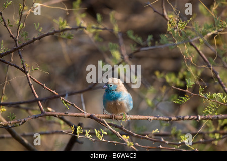 Petit mâle Blue Waxbill se percher dans Bush, Onguma, Namibie Banque D'Images