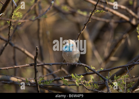 Blue Waxbill dans Bush, Onguma, Namibie Banque D'Images