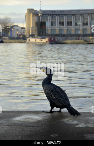 Un cormoran sauvage perché sur une jetée à Bristol city docks Banque D'Images