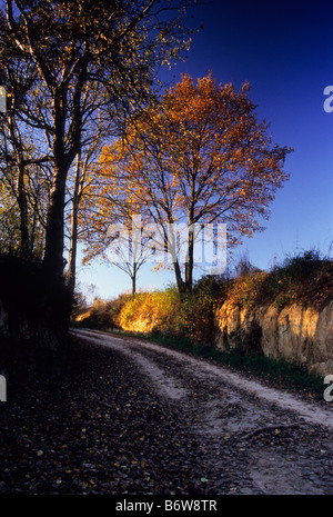 Route sinueuse gorge Loess automne arbre Banque D'Images