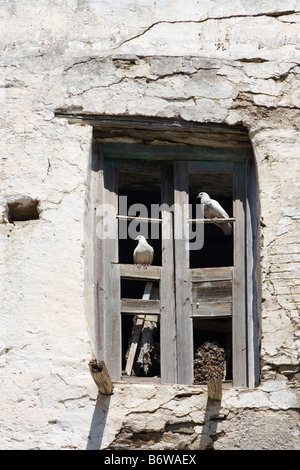 Colombes blanches en vieille Fenêtre, Maison Grecque, Lefkes, Paros, les îles des Cyclades, en Grèce. Banque D'Images