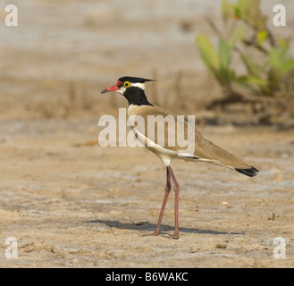 Pluvier à tête noire Vanellus tectus WILD Banque D'Images