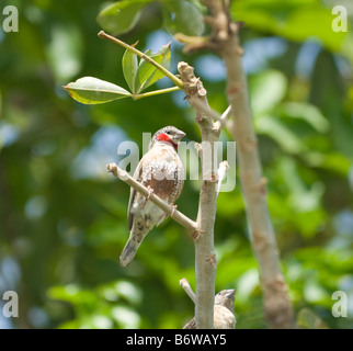 Amadina fasciata Cut Throat Finch WILD Banque D'Images