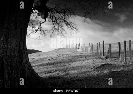 Hêtre matures dans la lumière du soir Linley hill, Shropshire, England, UK Banque D'Images