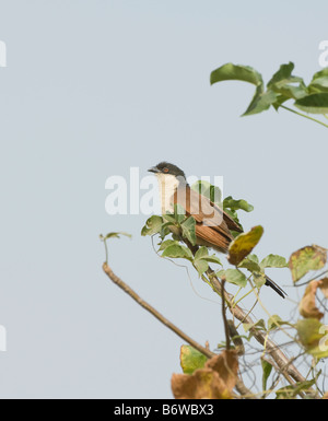 Coucal du Sénégal Centropus senegalensis WILD Banque D'Images