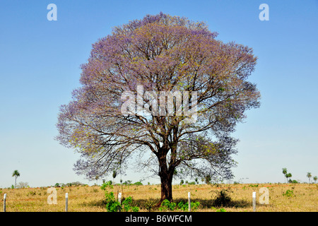 Arbre à trompettes roses Tabebuia impetiginosa Mato Grosso do Sul, Brésil Banque D'Images