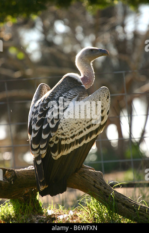 ESCONDIDO, CA - le 23 janvier : un jeune vautour regarde l'rueppells les badauds au San Diego Wild Animal Park Banque D'Images