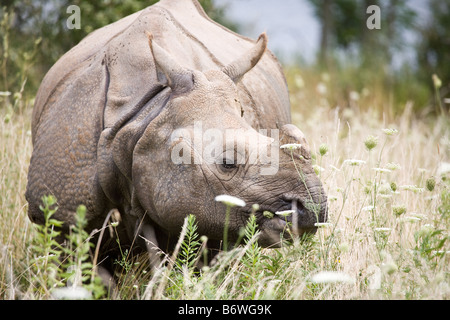 Rhinoceros au fin fond de l'Ohio Banque D'Images