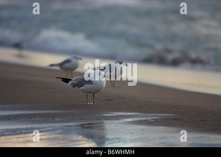 Mouettes marche sur le sable près de rivage sur le lac Michigan Banque D'Images