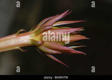 Bourgeon d'Epiphyllum oxypetalum, une boîte de nuit fleur de cactus en fleurs Banque D'Images