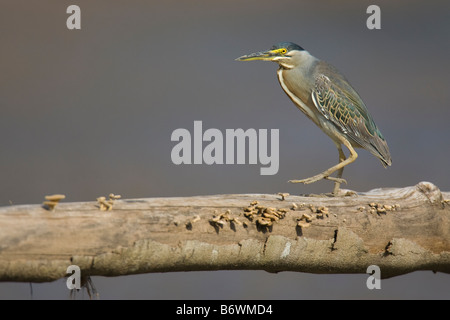 Héron strié (Butorides striata) marcher le long d'un arbre tombé Banque D'Images