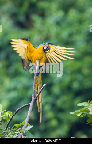 Blue-and-Yellow Macaw (Ara ararauna) étend ses ailes Banque D'Images