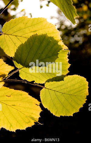 Le noisetier commun Corylus avellana leaf en automne Banque D'Images