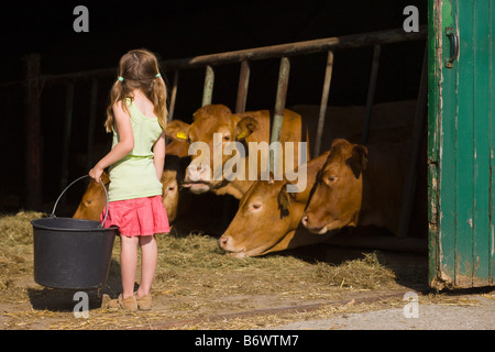 Une fille dans une étable avec des vaches Banque D'Images