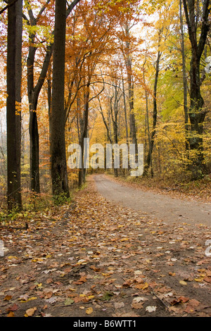 Petit chemin de terre en forêt avec feuillage automne coloré et les feuilles sur le sol Banque D'Images